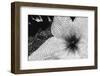 Starfish flowers, Hawaii-Zandria Muench Beraldo-Framed Photographic Print