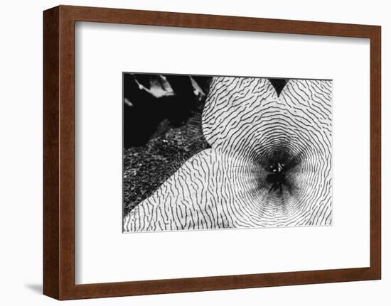 Starfish flowers, Hawaii-Zandria Muench Beraldo-Framed Photographic Print