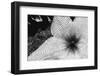 Starfish flowers, Hawaii-Zandria Muench Beraldo-Framed Photographic Print