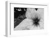 Starfish flowers, Hawaii-Zandria Muench Beraldo-Framed Photographic Print