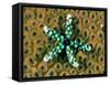 Starfish (Gomophia)-Andrea Ferrari-Framed Stretched Canvas