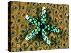Starfish (Gomophia)-Andrea Ferrari-Stretched Canvas
