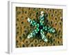 Starfish (Gomophia)-Andrea Ferrari-Framed Photographic Print