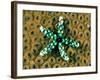 Starfish (Gomophia)-Andrea Ferrari-Framed Photographic Print