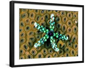 Starfish (Gomophia)-Andrea Ferrari-Framed Photographic Print