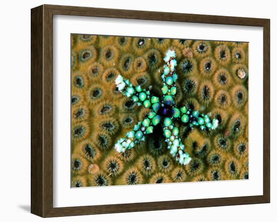 Starfish (Gomophia)-Andrea Ferrari-Framed Photographic Print