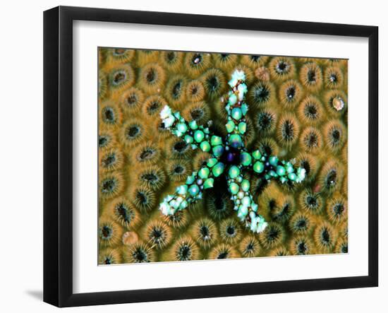 Starfish (Gomophia)-Andrea Ferrari-Framed Photographic Print
