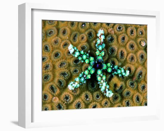 Starfish (Gomophia)-Andrea Ferrari-Framed Photographic Print