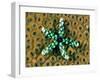 Starfish (Gomophia)-Andrea Ferrari-Framed Photographic Print