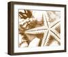 Starfish Impression-null-Framed Art Print
