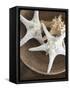 Starfish in a basket-Felix Wirth-Framed Stretched Canvas