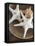 Starfish in a basket-Felix Wirth-Framed Stretched Canvas