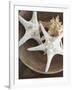 Starfish in a basket-Felix Wirth-Framed Photographic Print