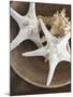 Starfish in a basket-Felix Wirth-Mounted Photographic Print