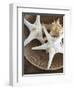 Starfish in a basket-Felix Wirth-Framed Photographic Print