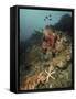 Starfish in a Diverse Reef, Lembeh Strait, Indonesia-Stocktrek Images-Framed Stretched Canvas