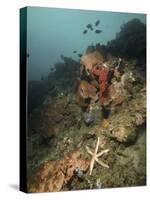 Starfish in a Diverse Reef, Lembeh Strait, Indonesia-Stocktrek Images-Stretched Canvas