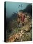 Starfish in a Diverse Reef, Lembeh Strait, Indonesia-Stocktrek Images-Stretched Canvas