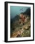 Starfish in a Diverse Reef, Lembeh Strait, Indonesia-Stocktrek Images-Framed Photographic Print