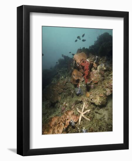 Starfish in a Diverse Reef, Lembeh Strait, Indonesia-Stocktrek Images-Framed Photographic Print