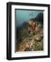 Starfish in a Diverse Reef, Lembeh Strait, Indonesia-Stocktrek Images-Framed Photographic Print