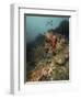 Starfish in a Diverse Reef, Lembeh Strait, Indonesia-Stocktrek Images-Framed Photographic Print