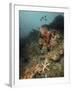 Starfish in a Diverse Reef, Lembeh Strait, Indonesia-Stocktrek Images-Framed Photographic Print