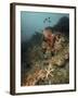 Starfish in a Diverse Reef, Lembeh Strait, Indonesia-Stocktrek Images-Framed Photographic Print