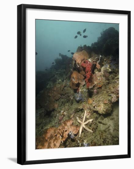 Starfish in a Diverse Reef, Lembeh Strait, Indonesia-Stocktrek Images-Framed Photographic Print