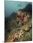 Starfish in a Diverse Reef, Lembeh Strait, Indonesia-Stocktrek Images-Mounted Photographic Print