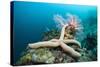 Starfish in Coral Reef (Linckia)-Reinhard Dirscherl-Stretched Canvas