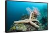 Starfish in Coral Reef (Linckia)-Reinhard Dirscherl-Framed Stretched Canvas