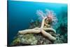 Starfish in Coral Reef (Linckia)-Reinhard Dirscherl-Stretched Canvas