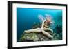 Starfish in Coral Reef (Linckia)-Reinhard Dirscherl-Framed Photographic Print