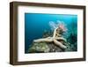 Starfish in Coral Reef (Linckia)-Reinhard Dirscherl-Framed Photographic Print