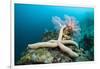 Starfish in Coral Reef (Linckia)-Reinhard Dirscherl-Framed Photographic Print