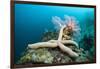 Starfish in Coral Reef (Linckia)-Reinhard Dirscherl-Framed Photographic Print