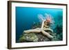 Starfish in Coral Reef (Linckia)-Reinhard Dirscherl-Framed Photographic Print