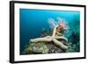 Starfish in Coral Reef (Linckia)-Reinhard Dirscherl-Framed Photographic Print