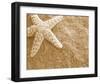 Starfish in the Sand-null-Framed Art Print
