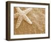 Starfish in the Sand-null-Framed Art Print