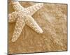 Starfish in the Sand-null-Mounted Art Print