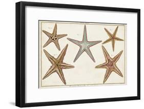 Starfish Naturelle I-Denis Diderot-Framed Art Print