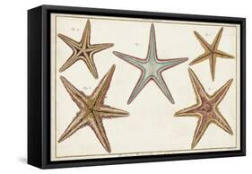 Starfish Naturelle I-Denis Diderot-Framed Stretched Canvas