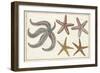 Starfish Naturelle II-Denis Diderot-Framed Premium Giclee Print