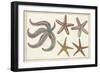 Starfish Naturelle II-Denis Diderot-Framed Premium Giclee Print