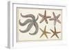 Starfish Naturelle II-Denis Diderot-Framed Premium Giclee Print