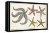 Starfish Naturelle II-Denis Diderot-Framed Stretched Canvas