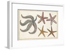 Starfish Naturelle II-Denis Diderot-Framed Art Print