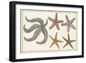 Starfish Naturelle II-Denis Diderot-Framed Art Print